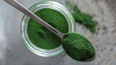 Chlorella powder