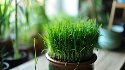 Chlorella vs Wheatgrass: How to Use these Superfoods