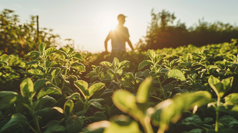  sunlit field of Ashwagandha plants