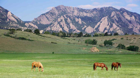 Boulder, with horses grazing